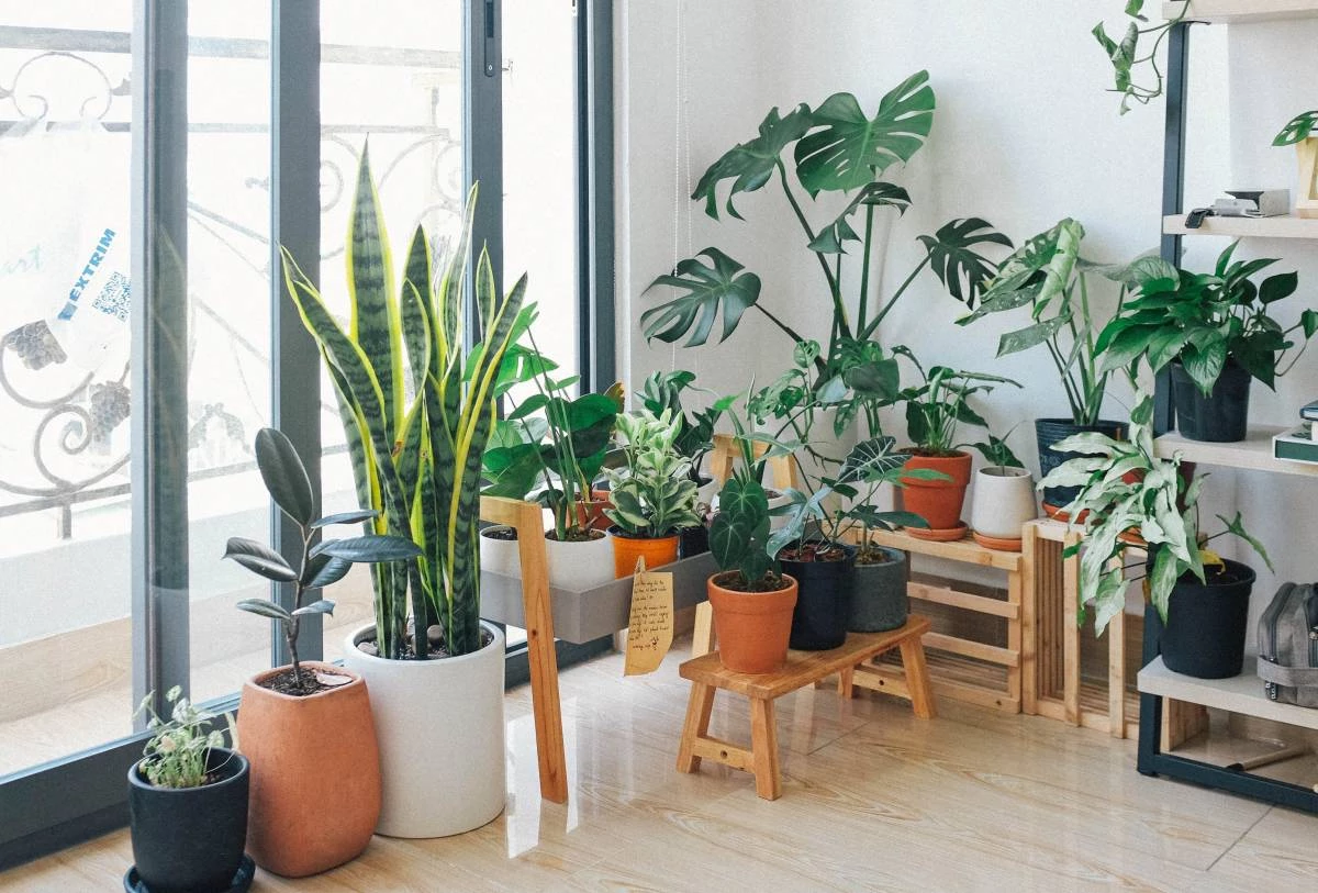 Wie kann man Pflanzen zu Hause aufstellen? Verwenden Sie die Schränke und auch den Bücherschrank