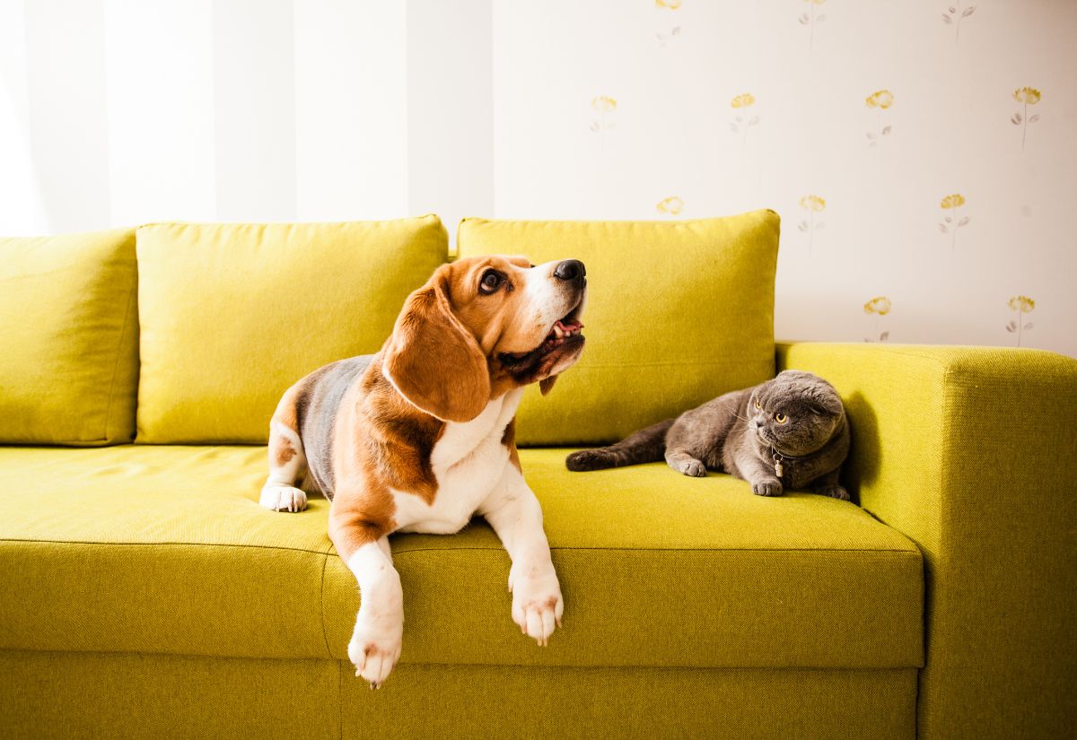 Wie man Tier- und Hundehaare aus dem Sofa entfernt